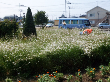 除草＆花がら摘み