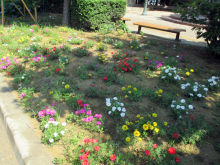 除草＆花がら摘み