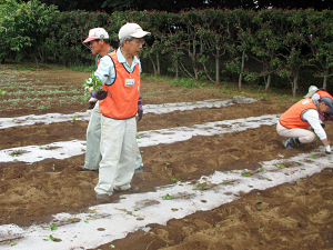 サツマイモ苗植え