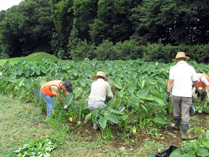 サトイモ畑除草