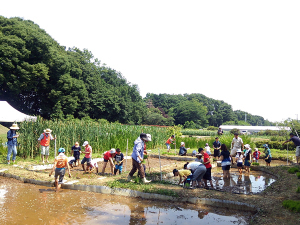 田植え