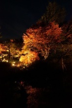 紅葉ライトアップ・あかり展