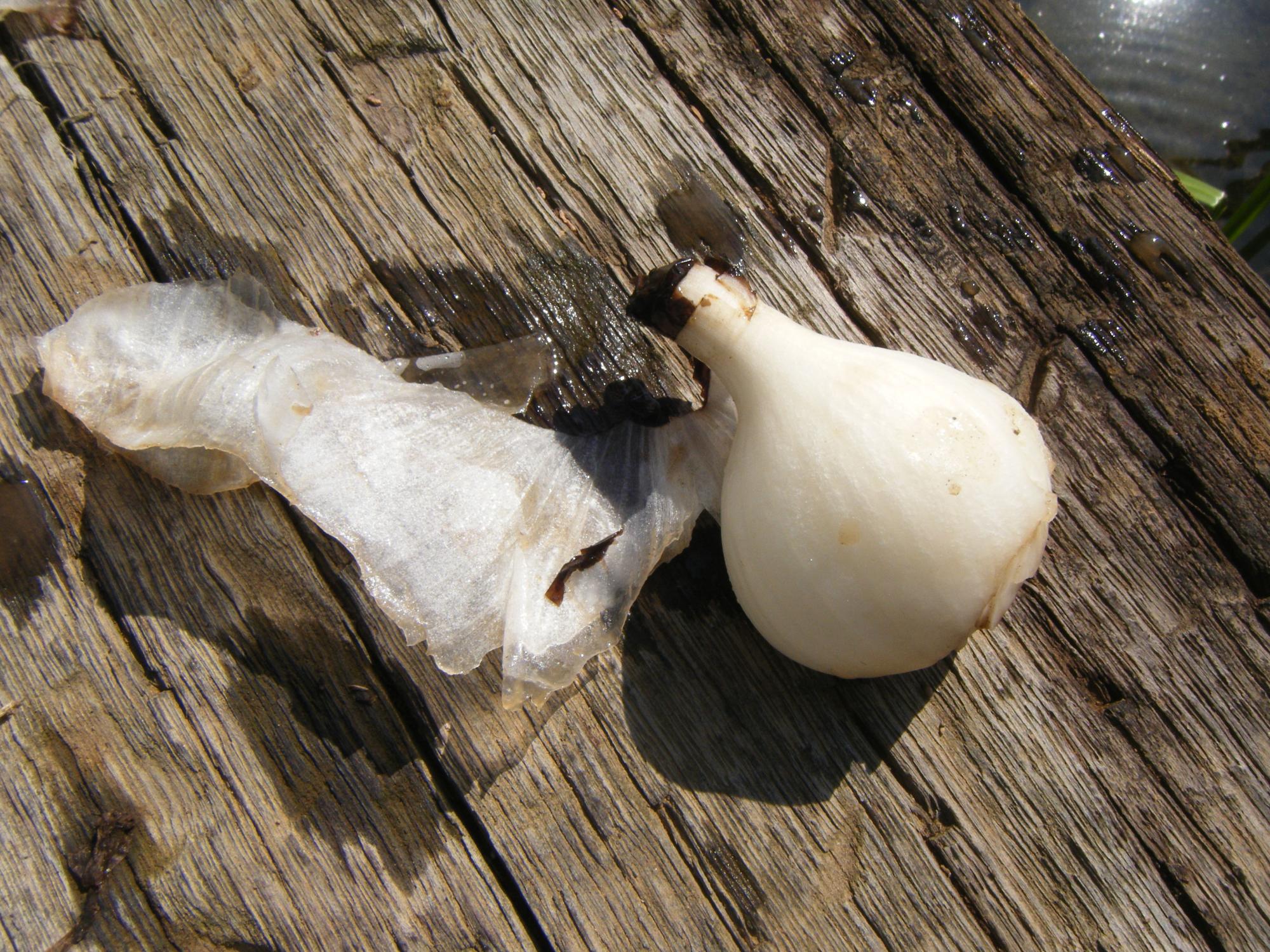 ヒガンバナの球根