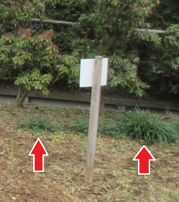 ヒガンバナの葉