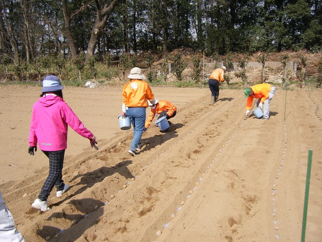 ジャガイモ定植作業