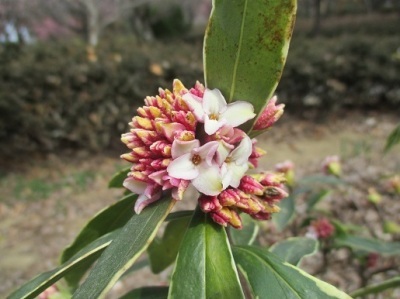 沈丁花