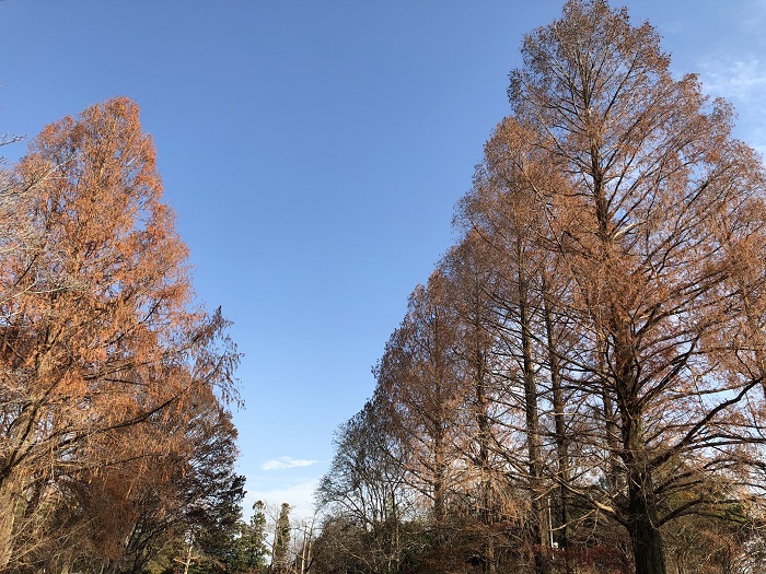 12月のメタセコイア