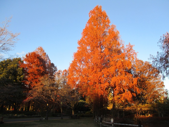 メタセコイアの紅葉