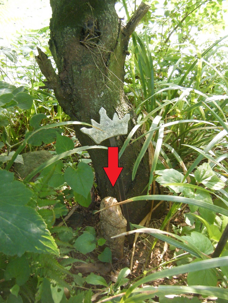 根元に生えてくる気根