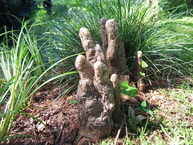 ラクウショウ気根