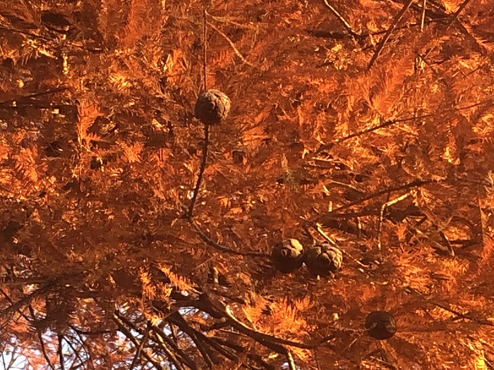 ラクウショウの紅葉と実