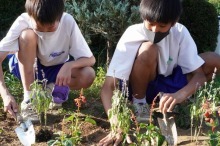 藤沢中学校