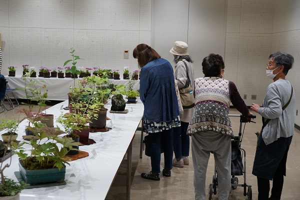 山野草展示