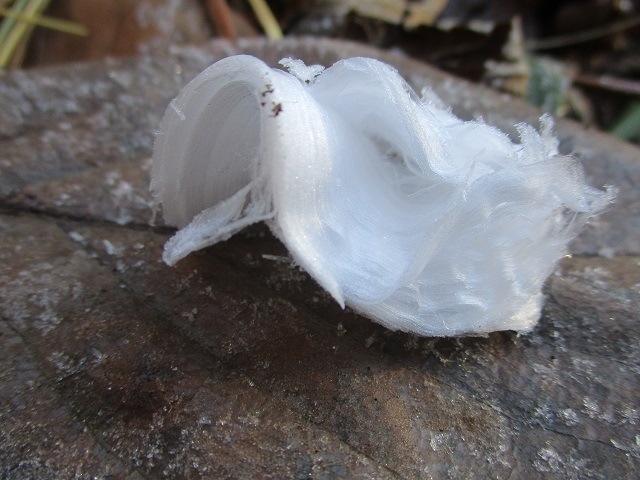 シモバシラの氷