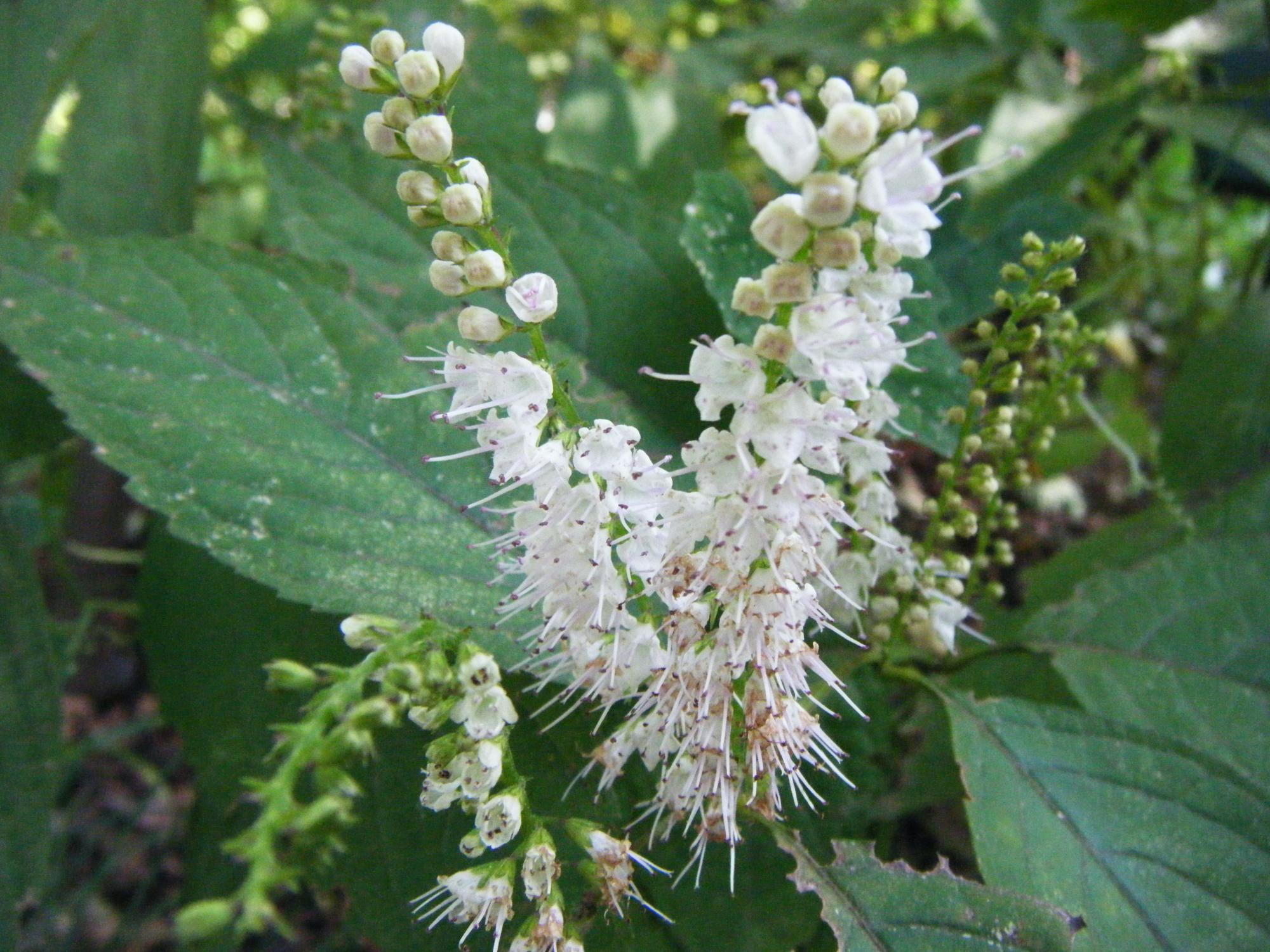 シモバシラの花