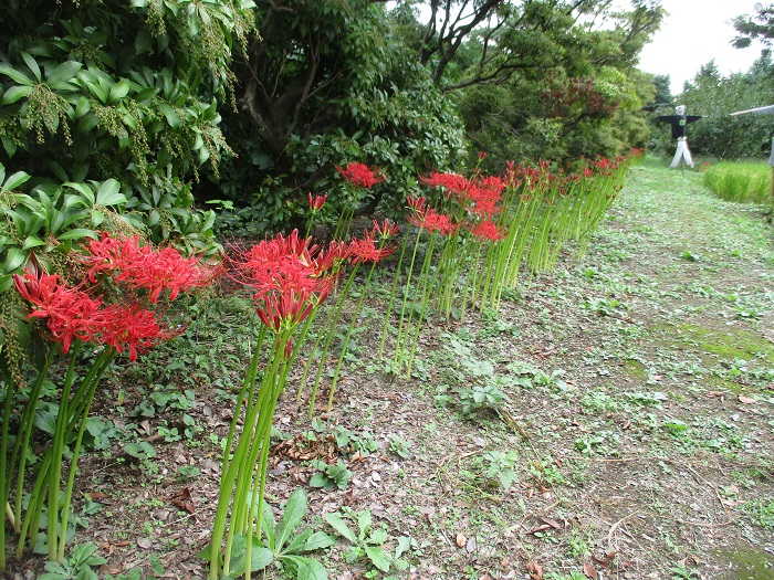 田んぼのヒガンバナ