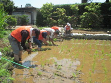 田植え