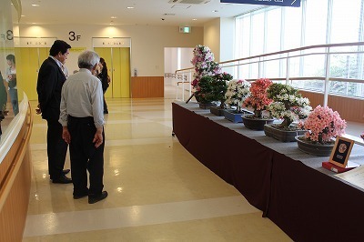 深谷皐月会花季展示会