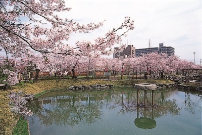 （写真）下台池公園の桜