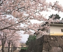 （写真）深谷城址公園の桜
