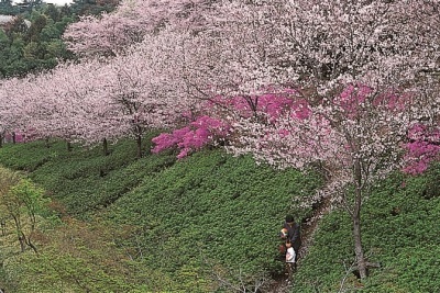 （写真）仙元山公園の桜