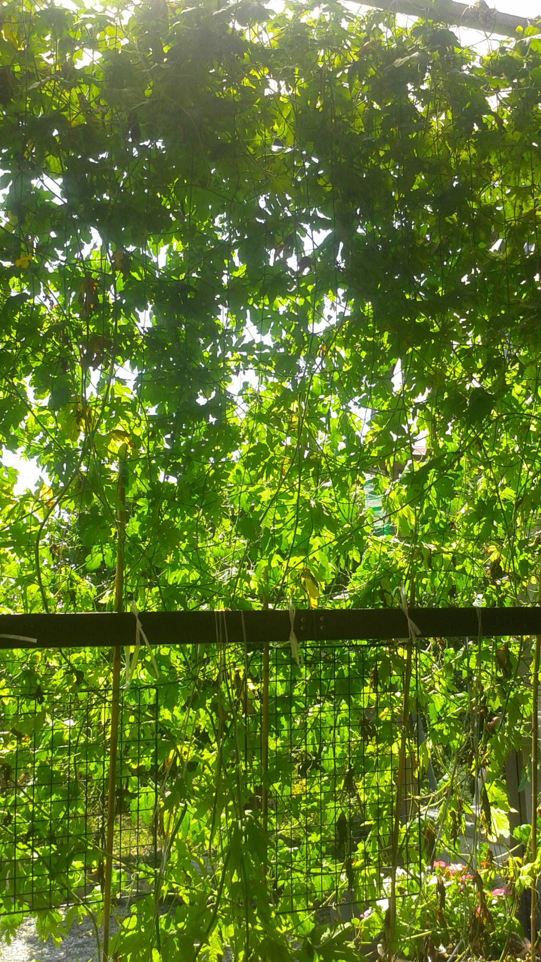 入賞 浜田 治子