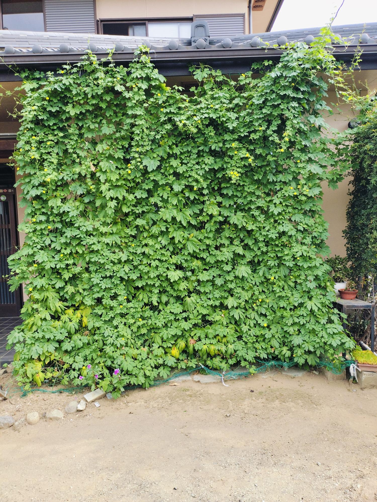 入賞 柿澤美喜子