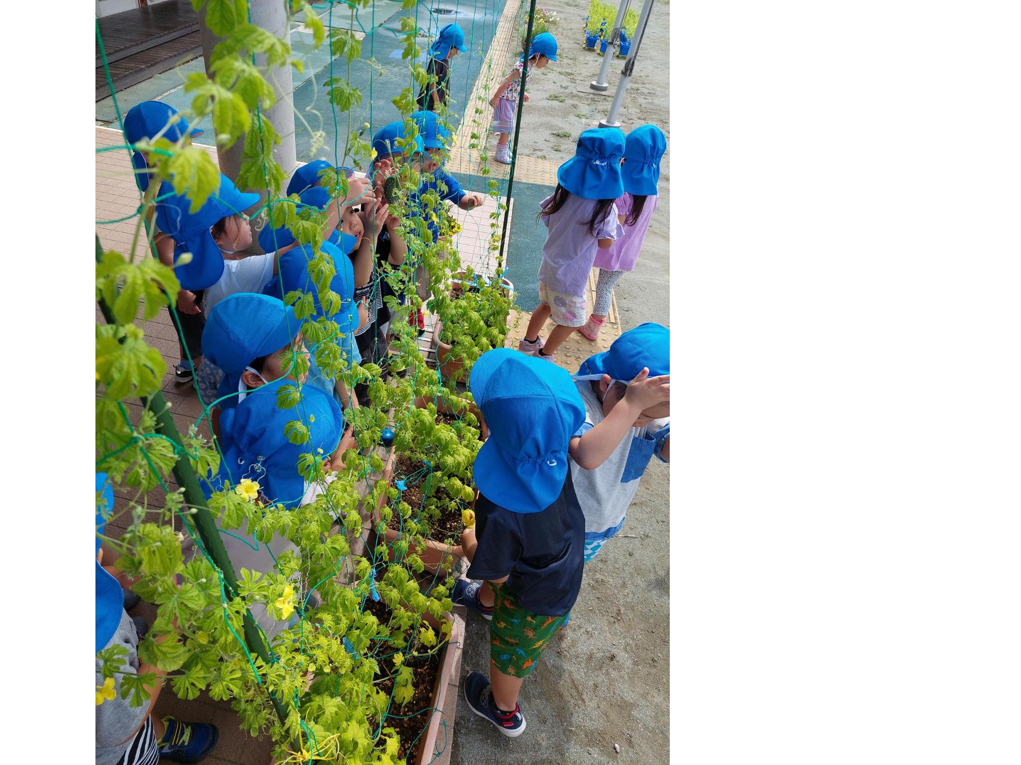 入賞 みらい幼稚園岡部