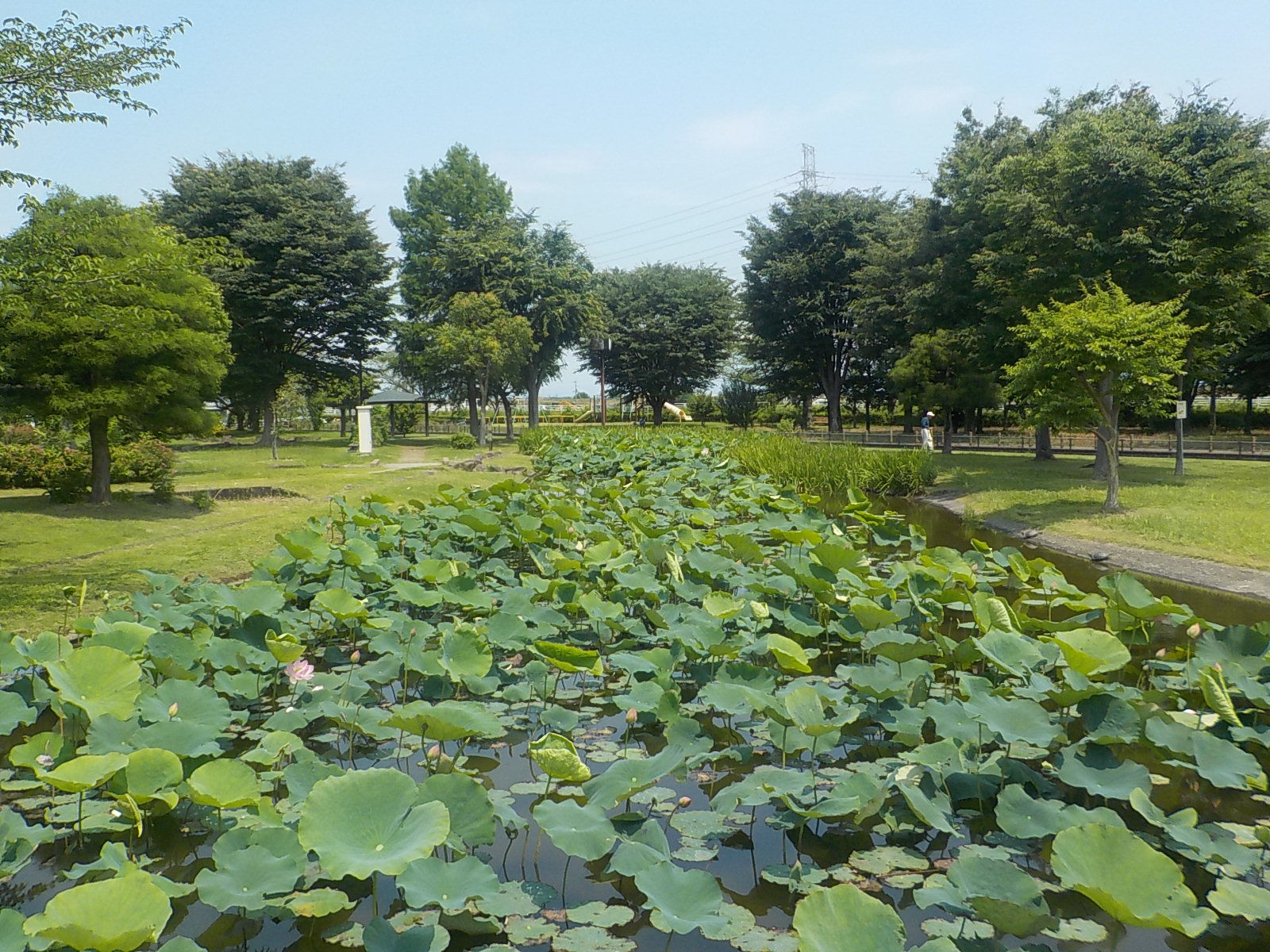 中宿歴史公園原始蓮202606121