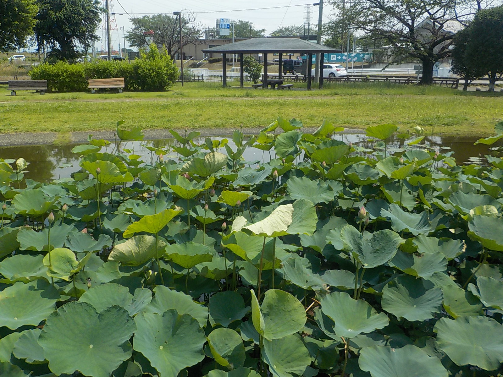 中宿歴史公園原始蓮202606122