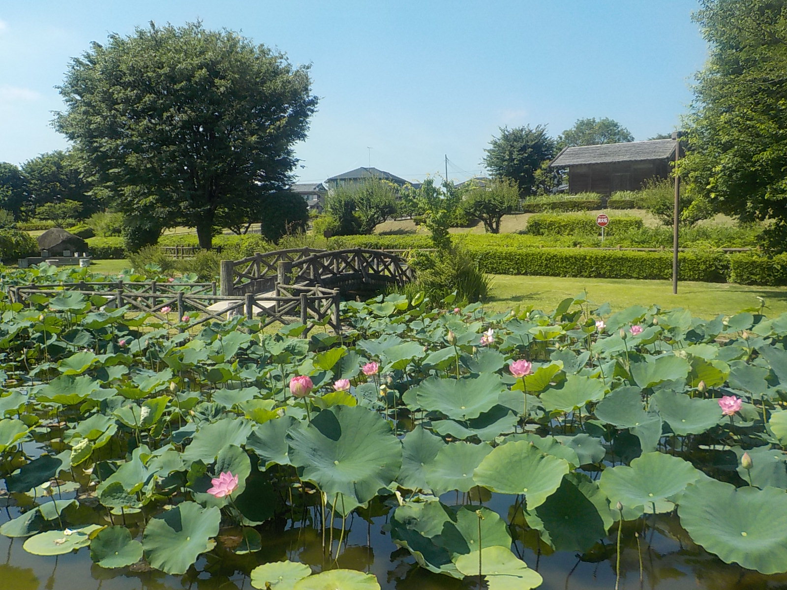 令和8年 原始蓮開花状況（中宿歴史公園）／深谷市ホームページ