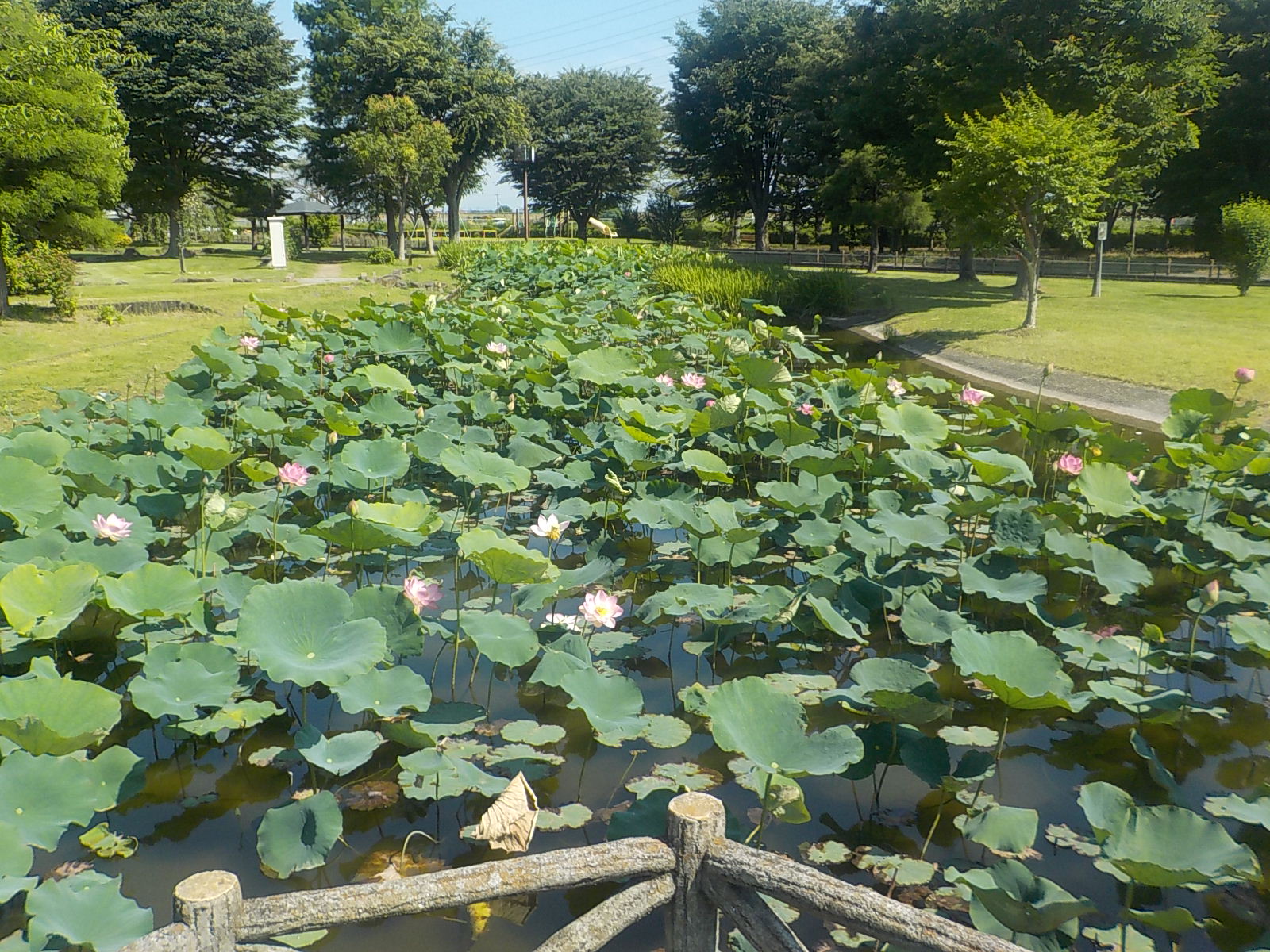 令和8年 原始蓮開花状況（中宿歴史公園）／深谷市ホームページ