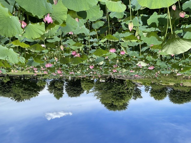 中宿歴史公園原始蓮202606221