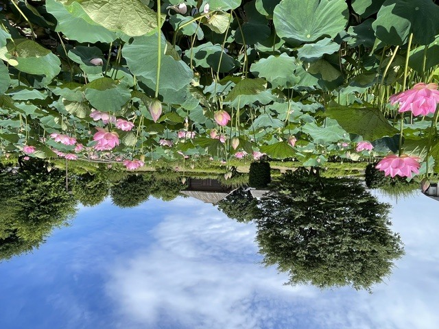 中宿歴史公園原始蓮202606222