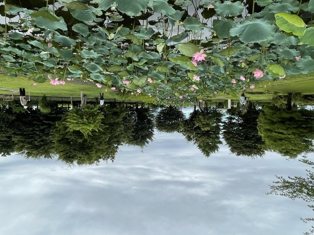 中宿歴史公園原始蓮202606271