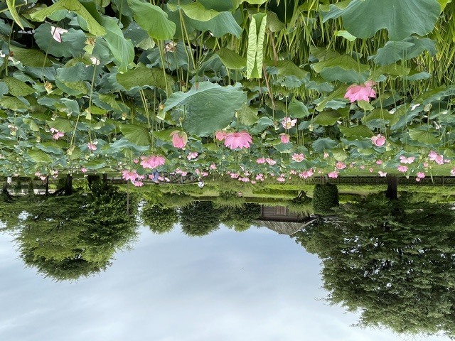 中宿歴史公園原始蓮202606272