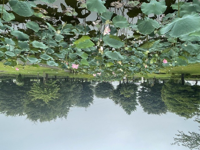ハスの開花状況7月6日1枚目