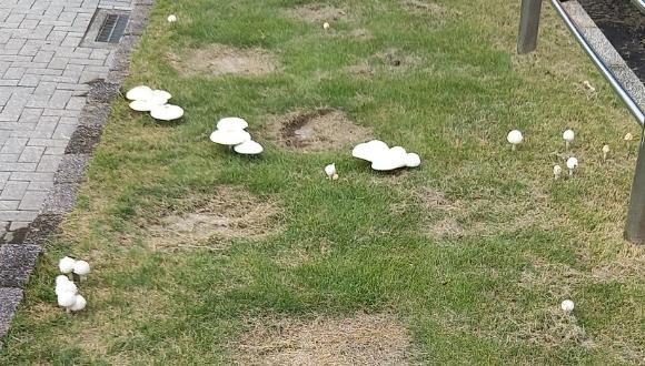 深谷市内公園で確認されたキノコ
