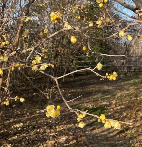 令和8年1月22日撮影のロウバイ